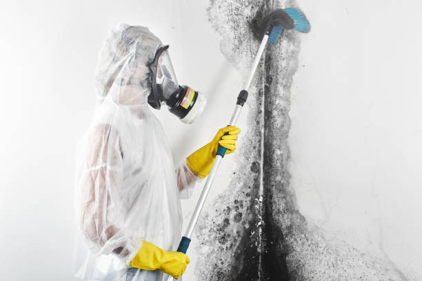  , KS Mold Removal Pros